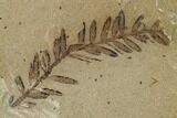 Dawn Redwood (Metasequoia) Fossils - Montana #165237-2
